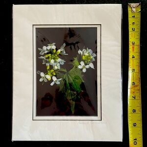 Matted print by Paula B. Cannon